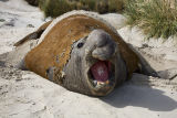 Elephant Seal